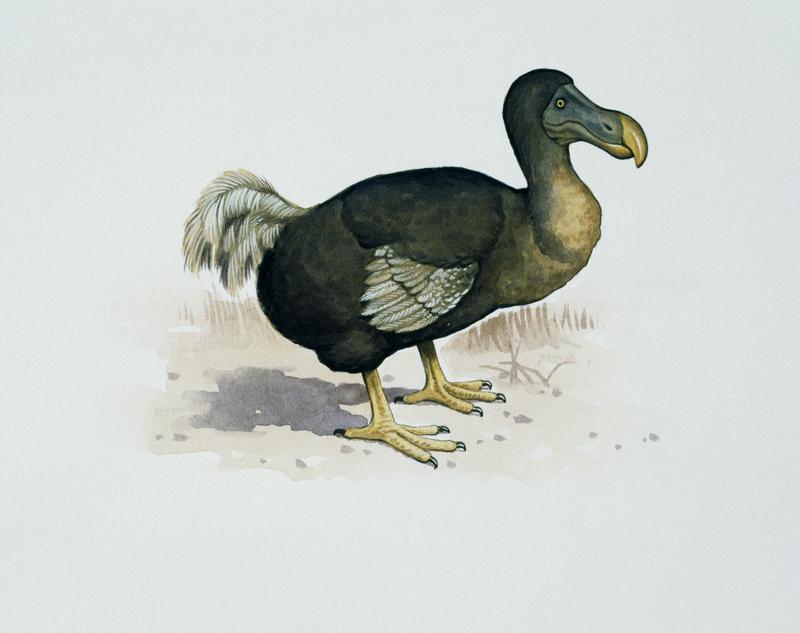 Dodo Tales: 17th-Century Observations Suggests Later Extinction